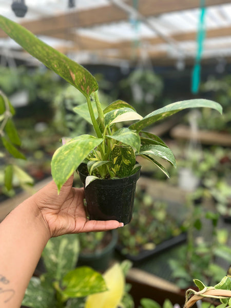PHILODENDRON GREEN CONGO HYBRID NUCLEAR 4"