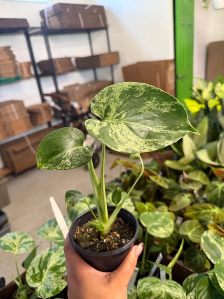 MONSTERA BULBASAUR 4" GROWER CHOICES