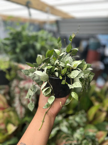 HOYA KROHNIANA SILVER 5"