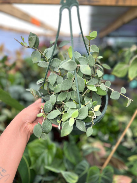 HOYA NUMMULARIOIDES 8"