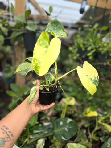 PHILODENDRON BURLE MAX VARIGATED 4"