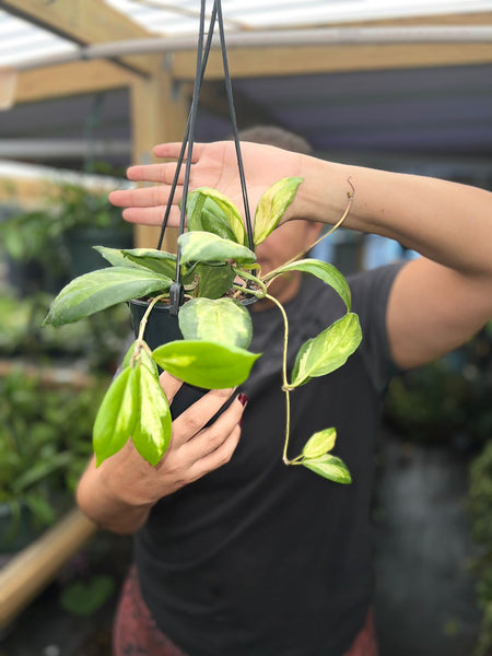 HOYA INCRASSATA VARIGATED 5"