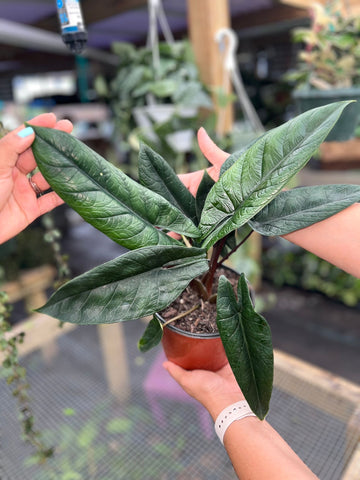 ALOCASIA SCALPRUM 6"