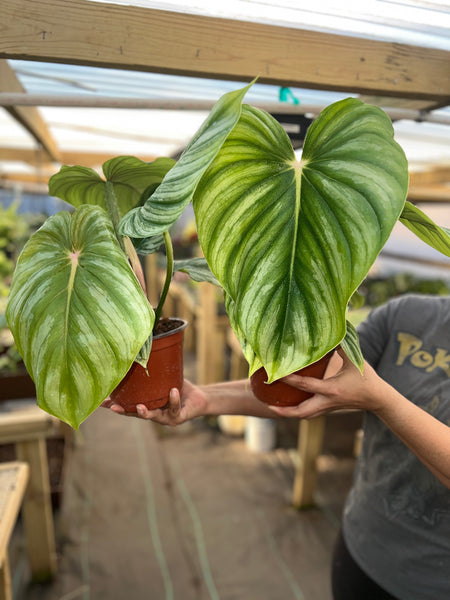 PHILODENDRON PASTAZANUM SILVER 6"