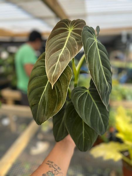 PHILODENDRON MELANO 6"