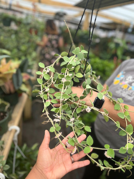 HOYA NUMMULARIOIDES 5" with penduncles