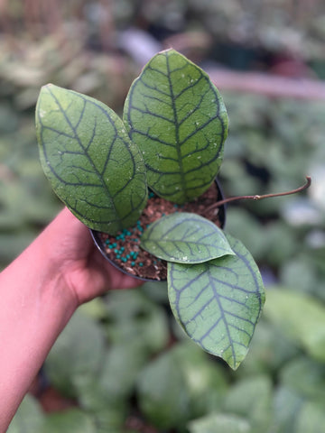HOYA CALLISTOPHYLLA VENA 4"