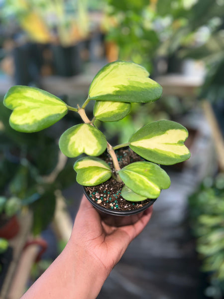 HOYA KERRI INNER VARIGATED 4"