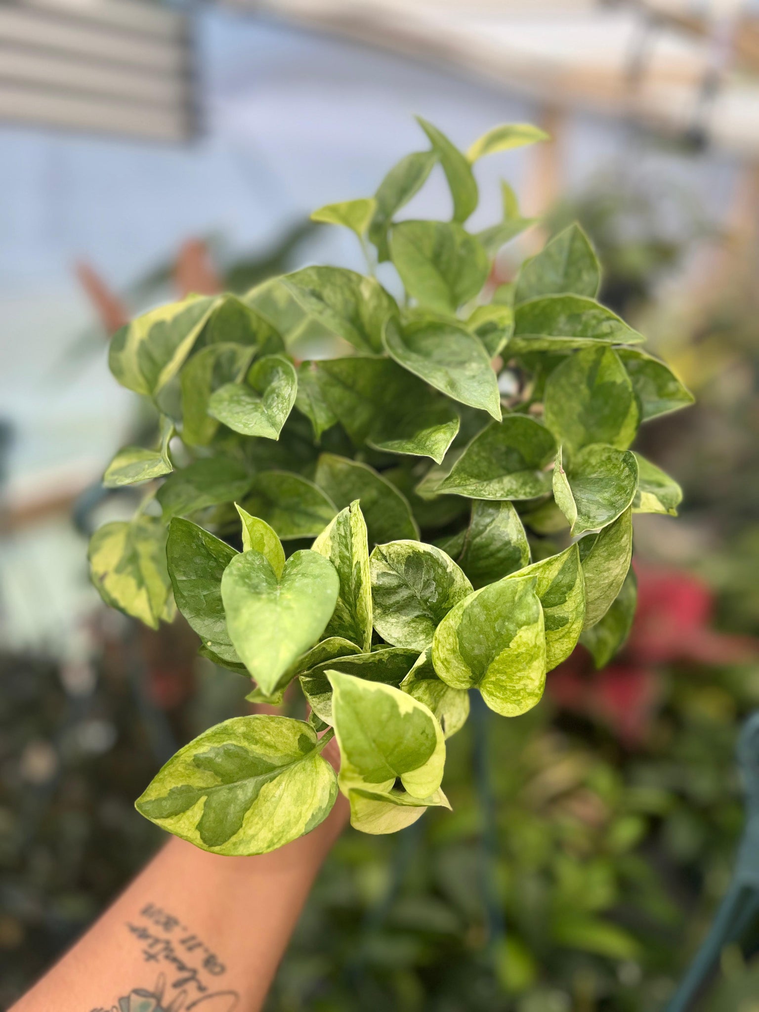 POTHOS LEMON MERENGUE 6"