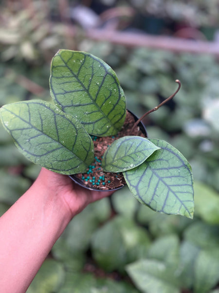 HOYA CALLISTOPHYLLA VENA 4"