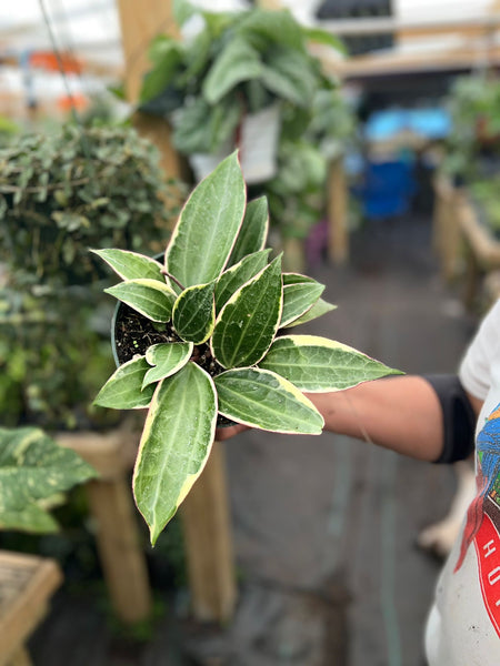 HOYA MACROPHYLLA VARIGATED 6"