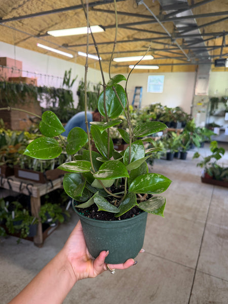 HOYA PARASITICA HEART LEAVES 6" GROWER CHOICES