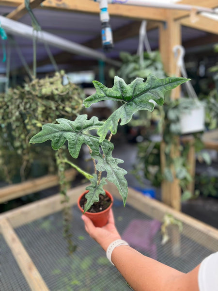 ALOCASIA JACKLYN 4"