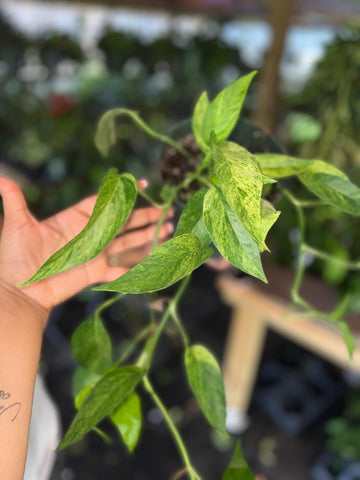 EPIPREMNUM PINNATUM MINT 6"