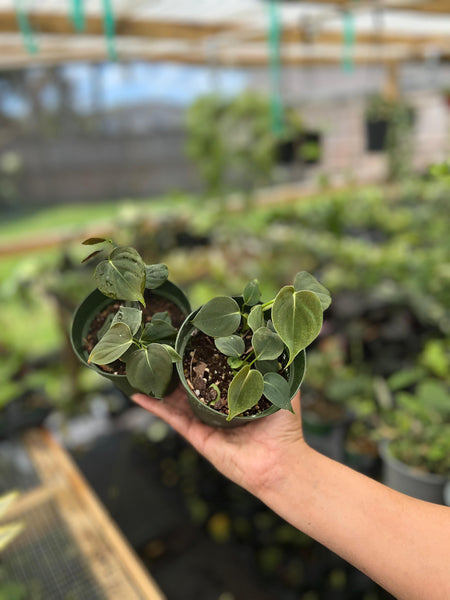 PHILODENDRON LUPINUM 4"