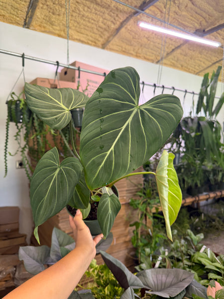 PHILODENDRON GLORIOSUM 6" GROWER CHOICES