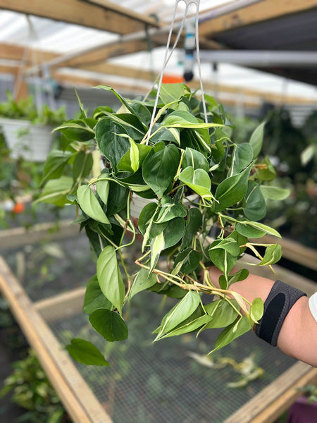 PHILODENDRON SILVER STRIPE 8"