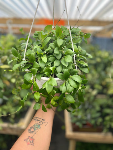 HOYA HEUSCHKELIANA 8"