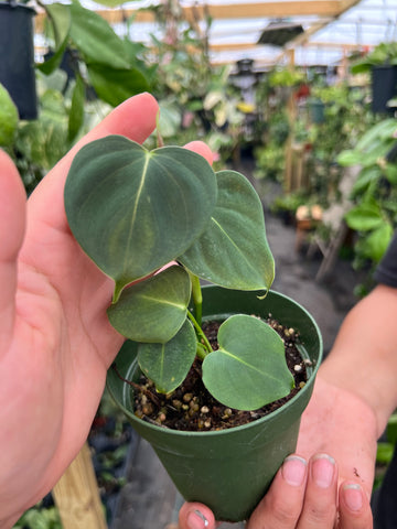 PHILODENDRON LUPINUM 4"