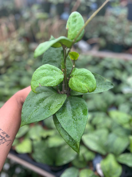HOYA GLABRA 4"