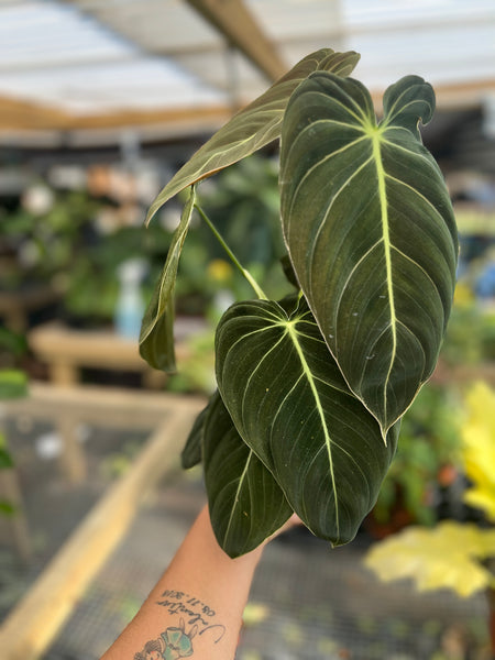 PHILODENDRON MELANO 6"