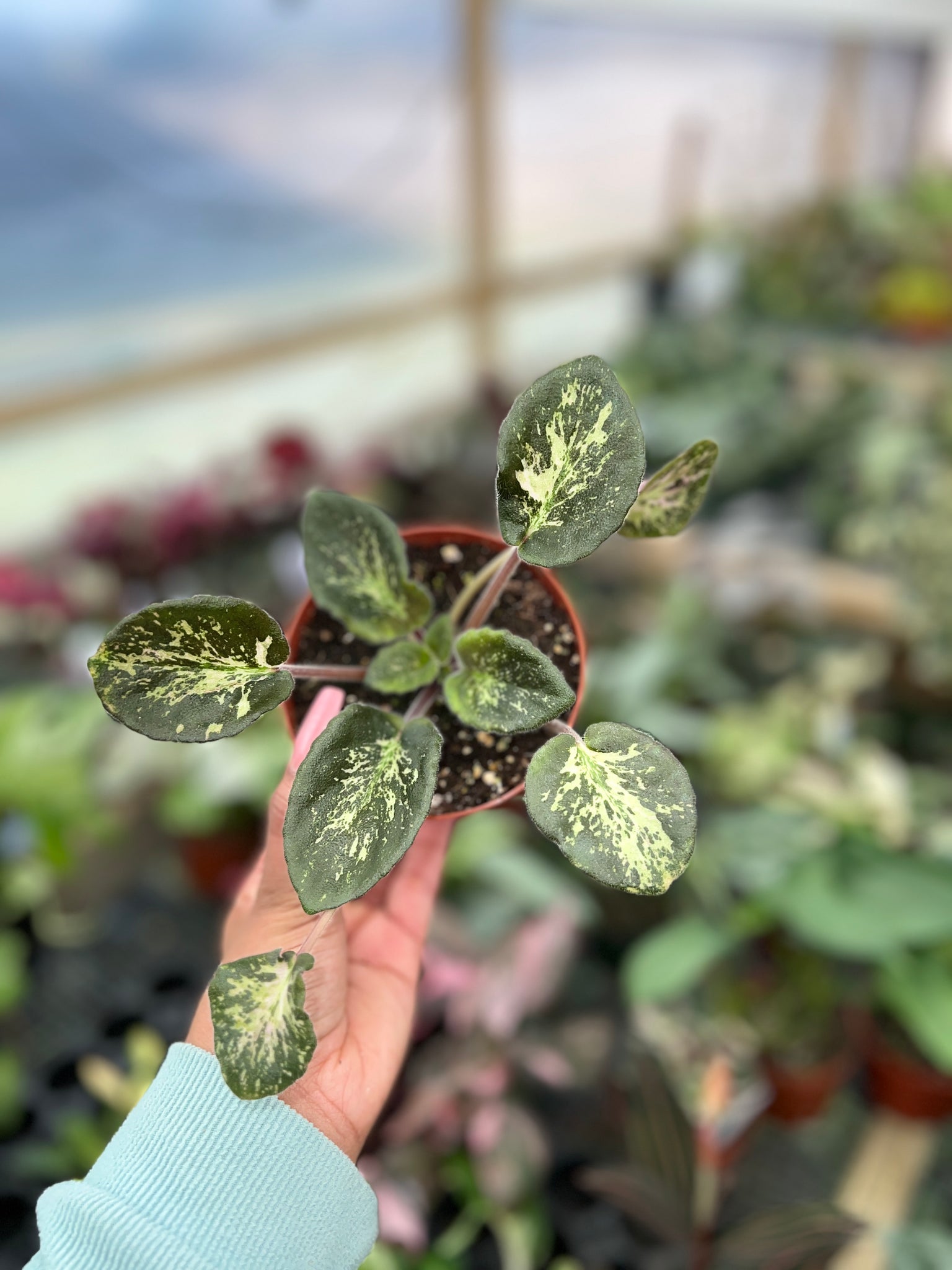 AFRICAN VIOLET GENETIC BLUSH 4"