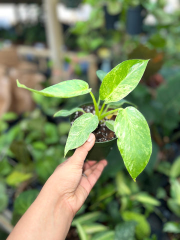 PHILODENDRON GIGANTUM VARIGATED 4"