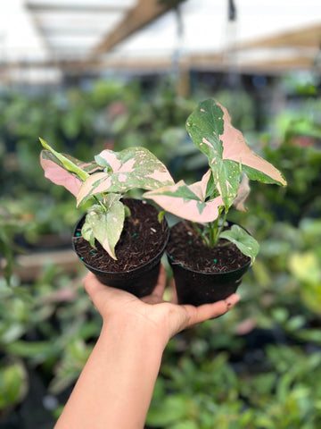 SYNGONIUM TRICOLOR 4"