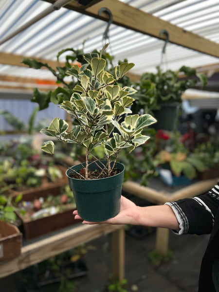 FICUS TRIANGULARIS VARIEGATED 6"