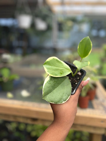 HOYA PACHYCLADA VARIGATED 3"