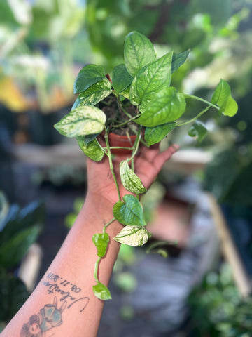 POTHOS CEBU GHOST 4"