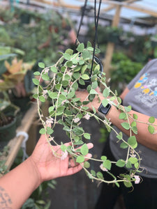 HOYA NUMMULARIOIDES 5" with penduncles