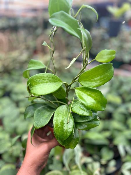 HOYA QUINQUINERVIA 4"