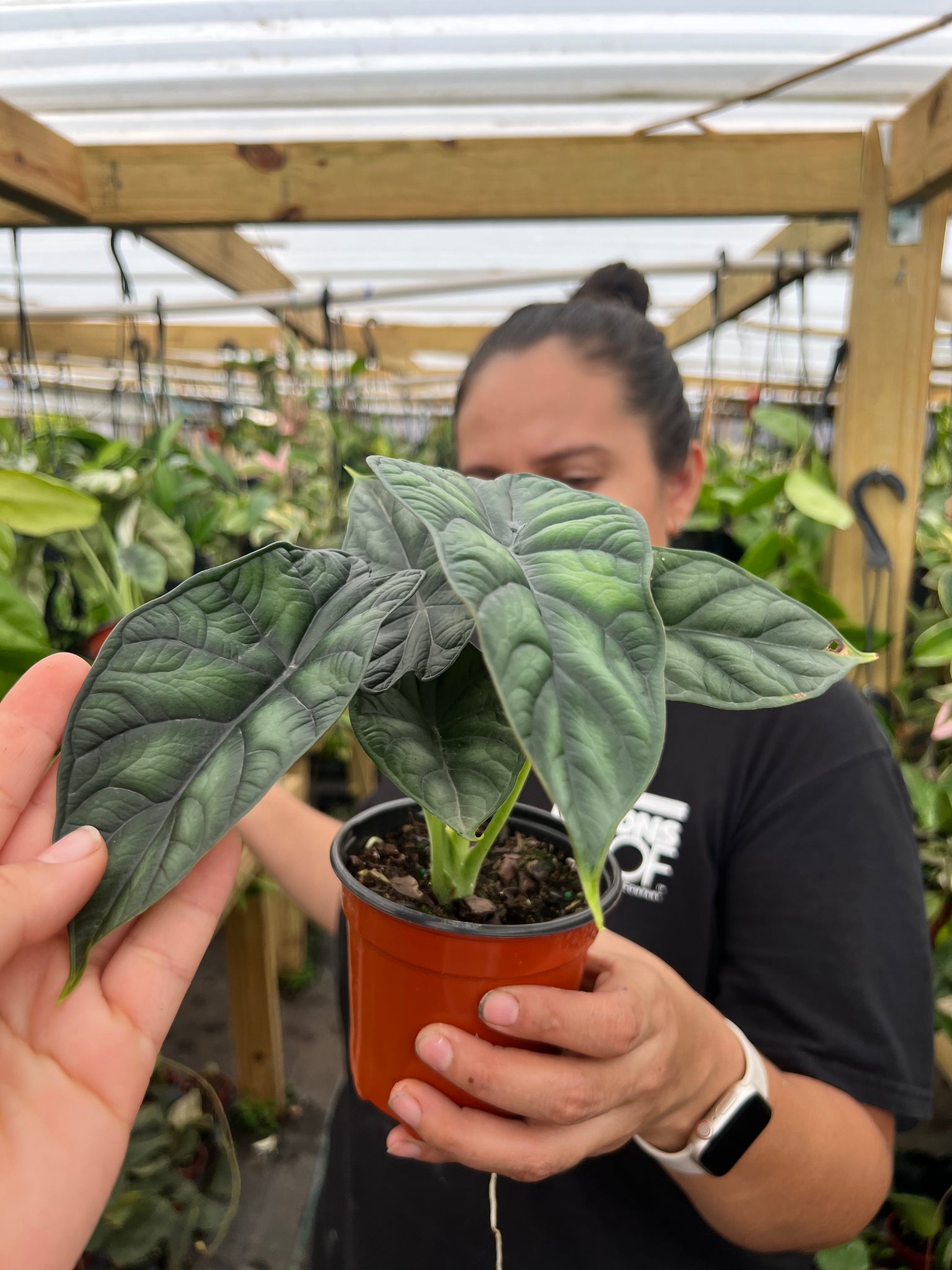 ALOCASIA DRAGON SCALE 4"