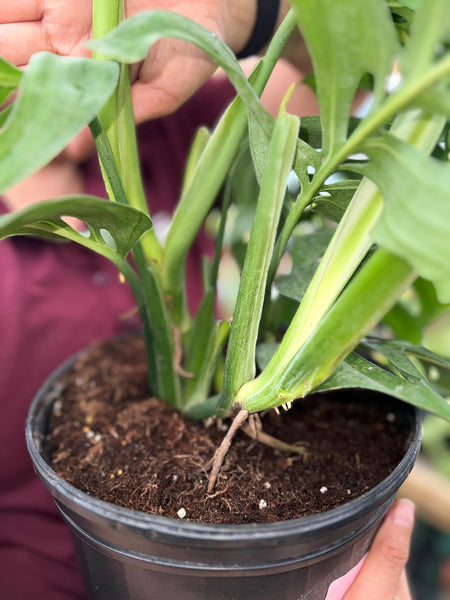 MONSTERA ESQUELETO 2 gallons #1