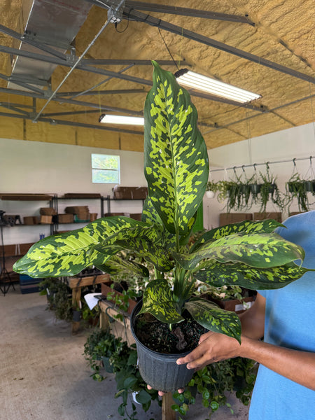 DIEFFENBACHIA CHEETAH 3 GALLONS GROWER CHOICES
