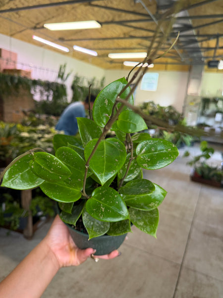 HOYA PARASITICA HEART LEAVES 6" GROWER CHOICES