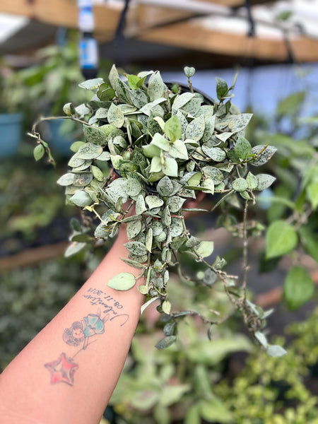 HOYA KROHNIANA SILVER 6"