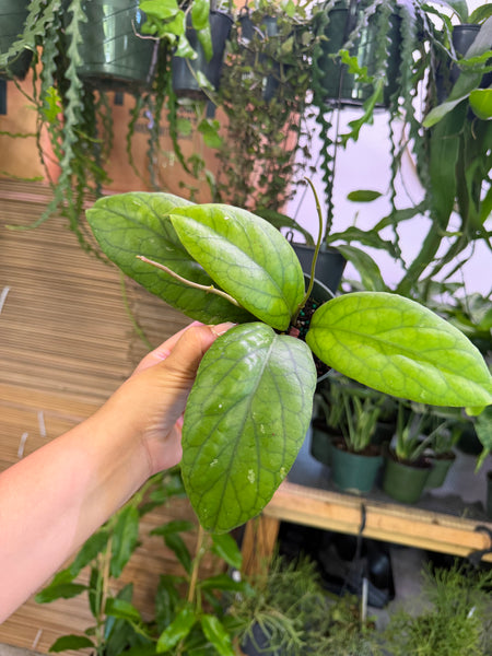 HOYA VITELLINOIDES 4" GROWER CHOICES