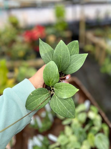 HOYA POTSII 2"