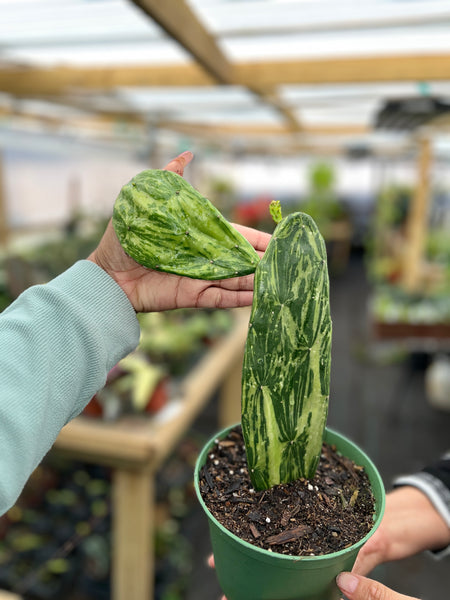 CACTUS VARIEGATED 6"