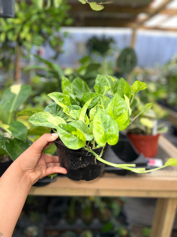 POTHOS LEMON MERINGUE 6"