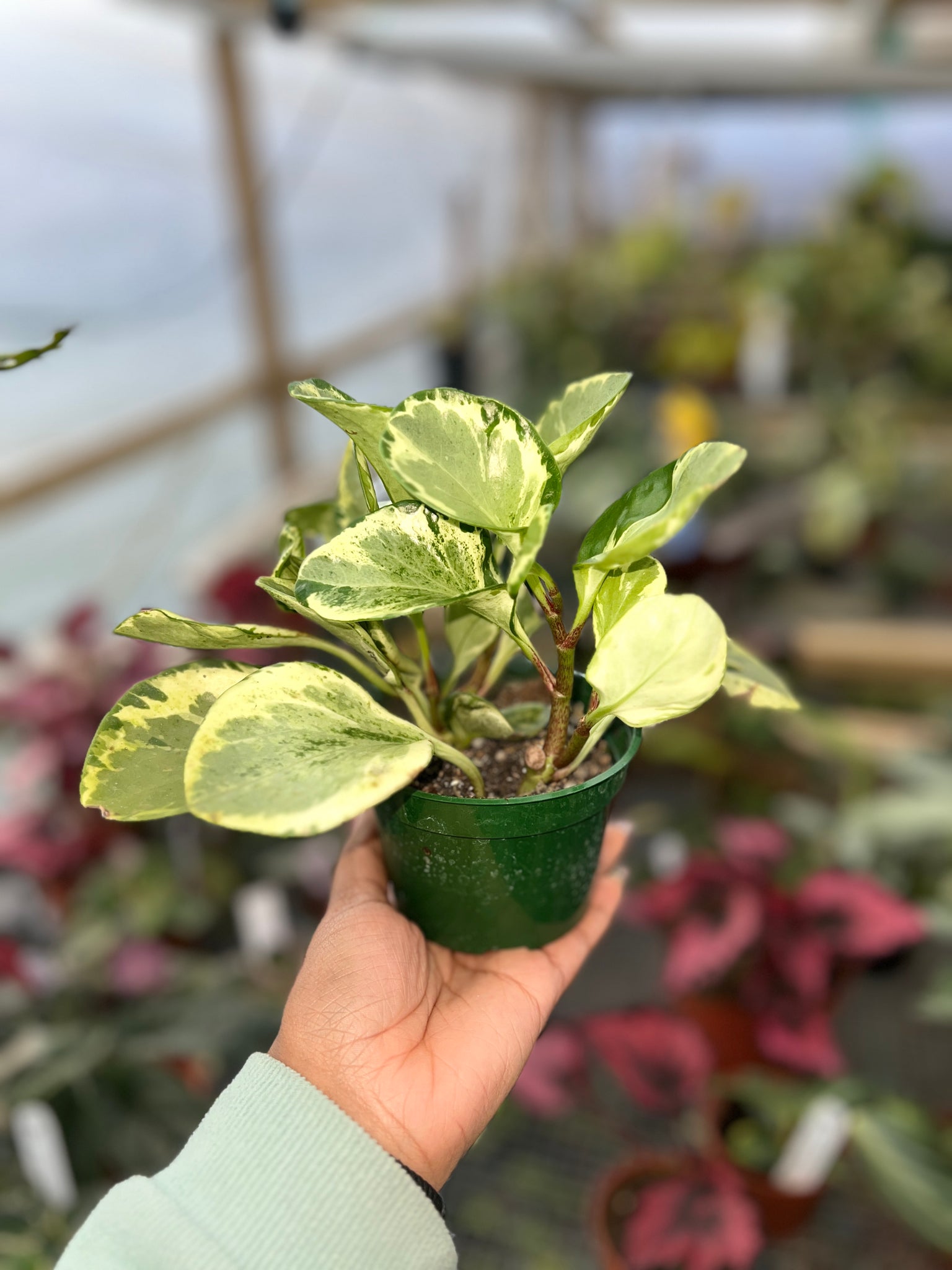 PEPEROMIA OBTUSIFOLIA MARBLE 4"