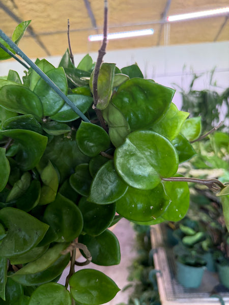 HOYA CHELSEA 8" GROWER CHOICES
