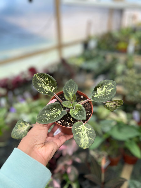 AFRICAN VIOLET GENETIC BLUSH 4"