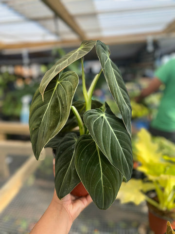 PHILODENDRON MELANO 6"