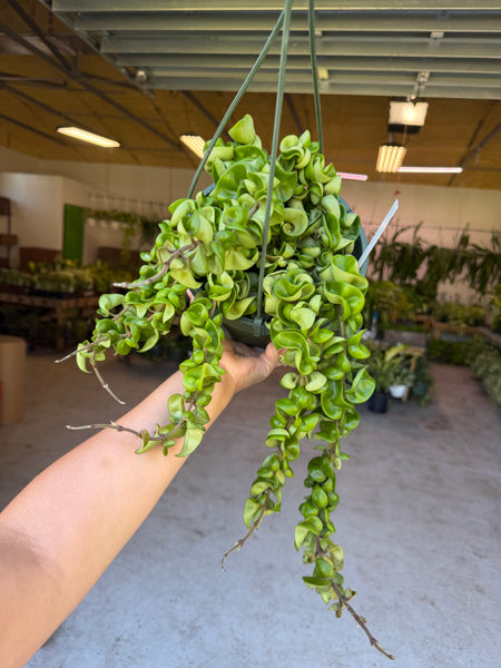 HOYA COMPACTA GREEN 8" GROWER CHOICES