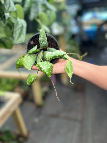 HOYA IMBRICATA 4"