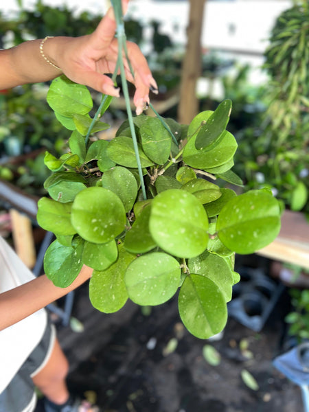 HOYA OVOBATA 8"