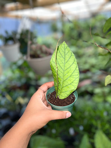 HOYA MERIDITHII 3"